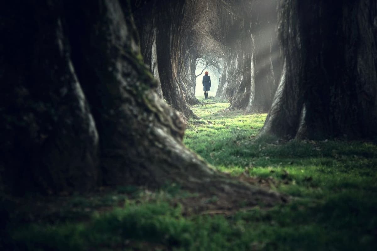 Forest path with filtered sunlight
